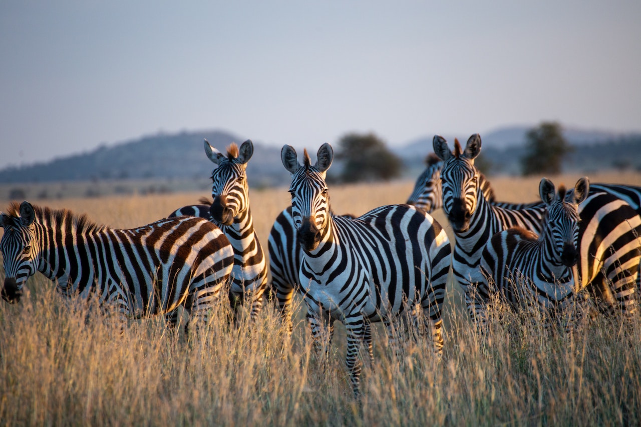 Zebras at Serengeti