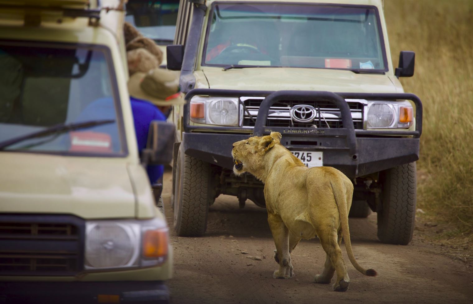 lion with vehicles